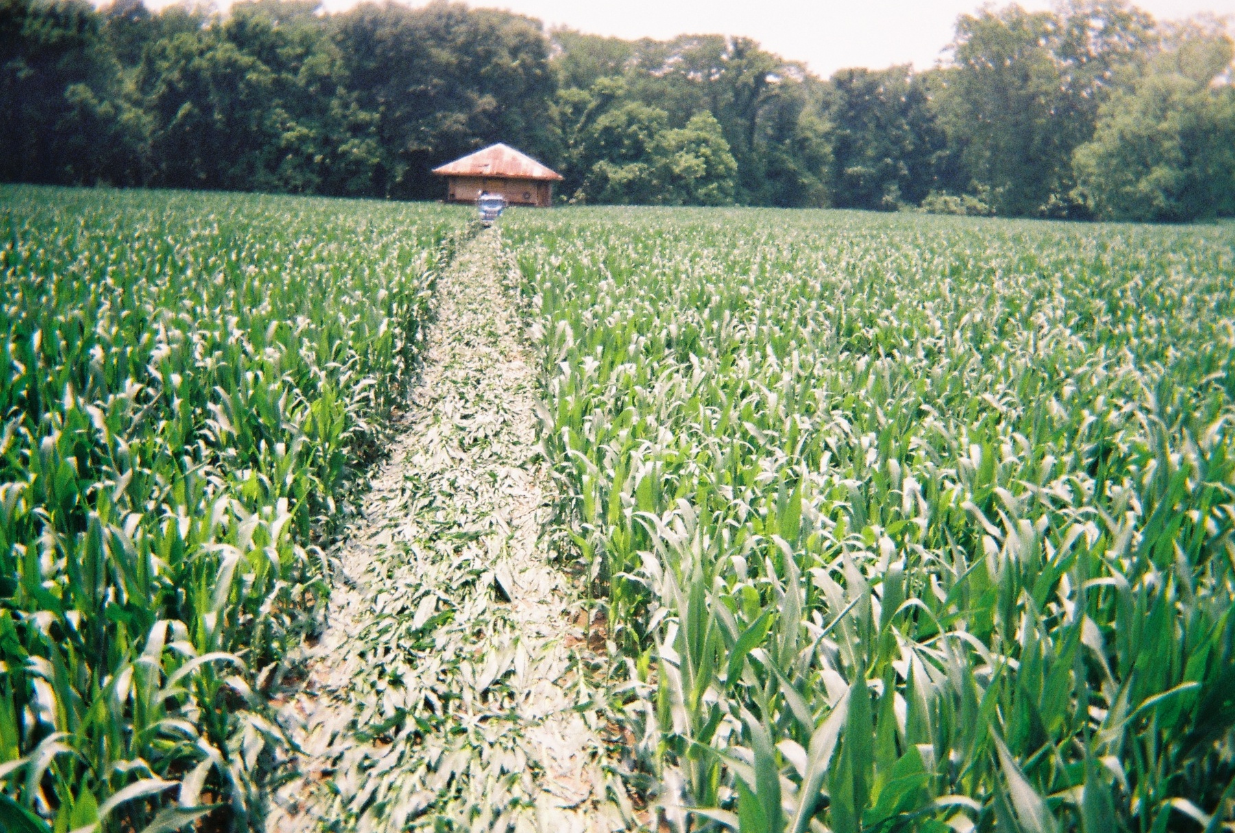 Project Corn Field